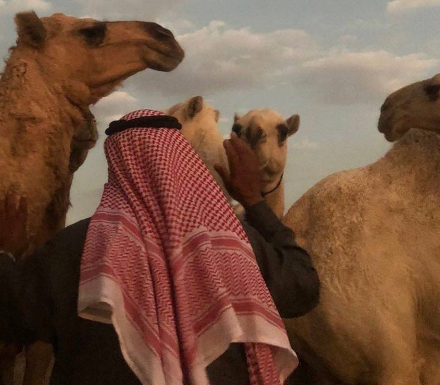 بدوي بين إبله